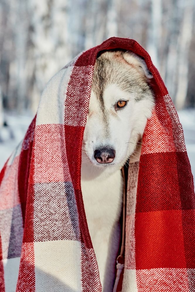 Photograph by Татьяна Лоскутова