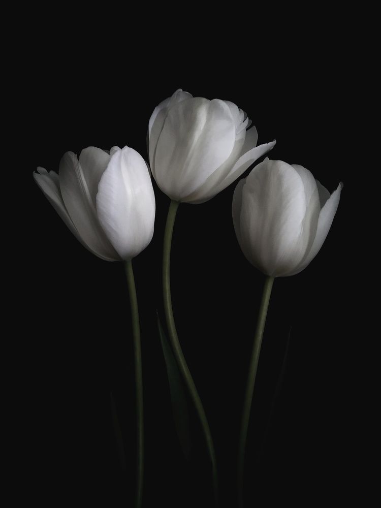 Photograph by Anastasiya Danilova