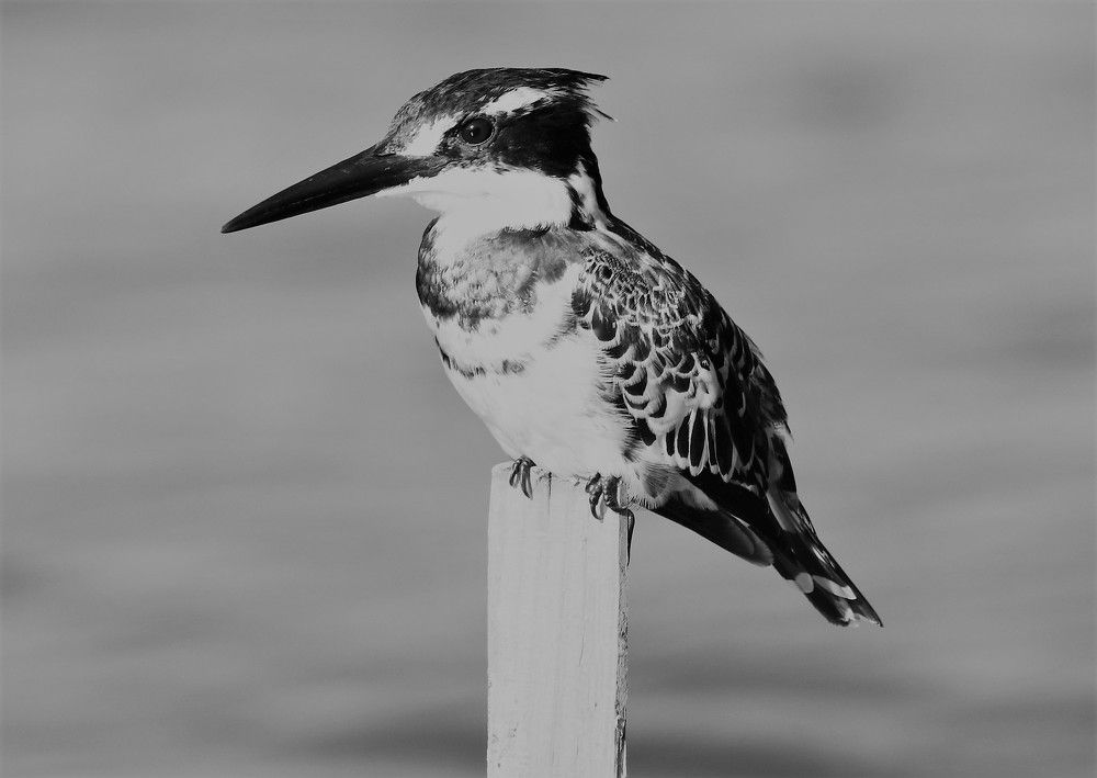 Photograph by Elizma Boonzaaier