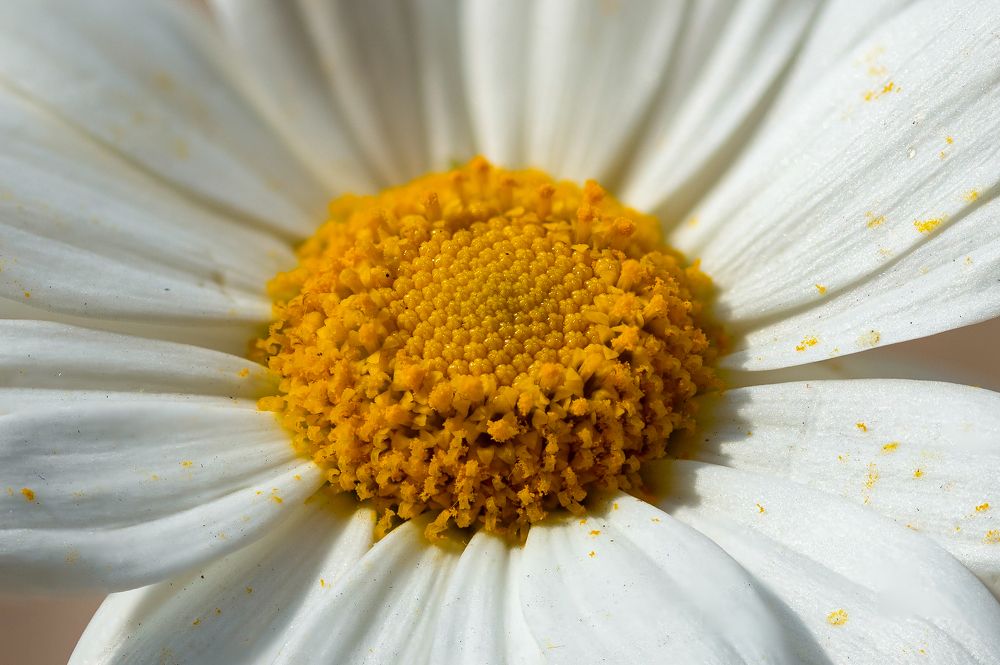 Photograph by Candido Barroso