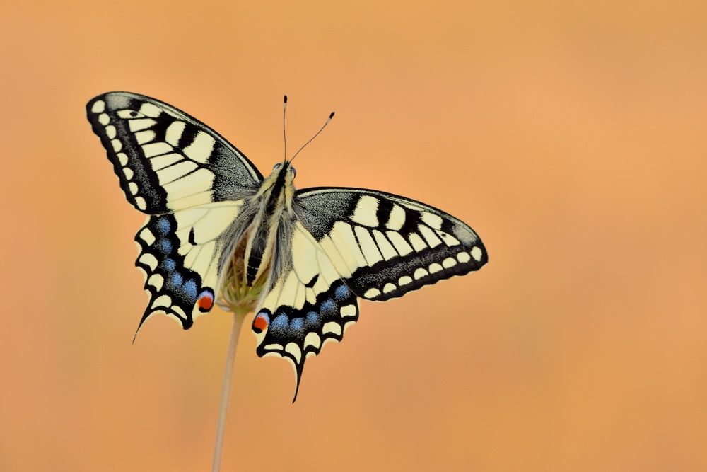 Photograph by ruurd visser