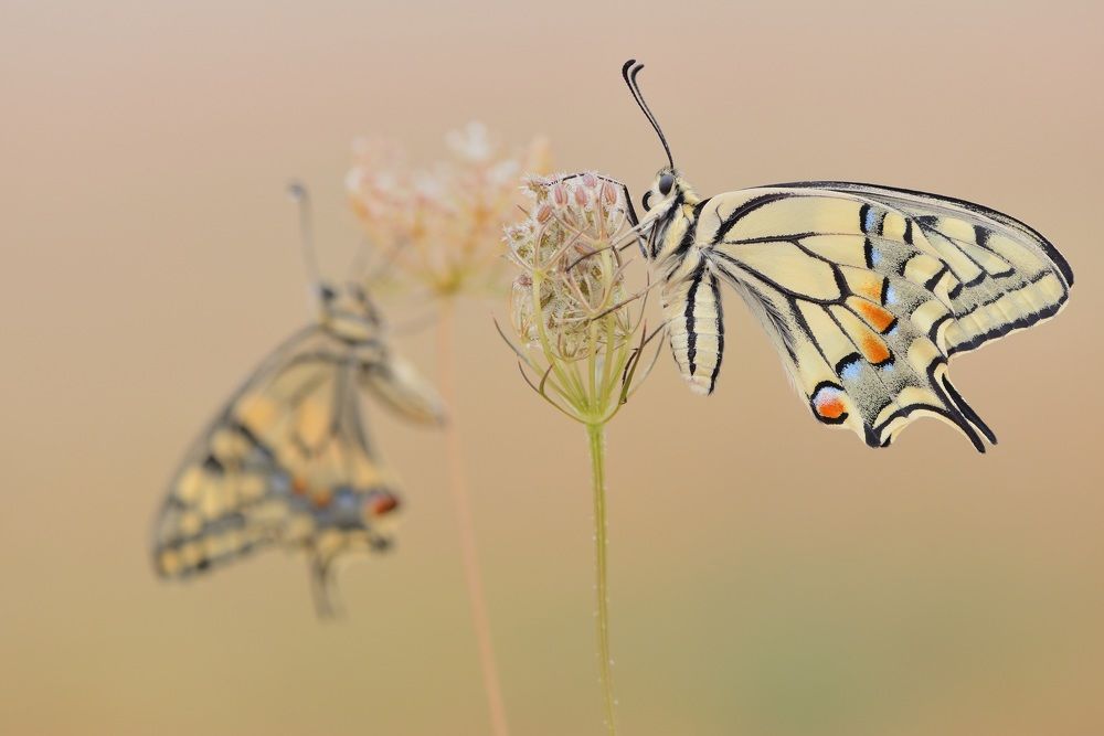 Photograph by ruurd visser