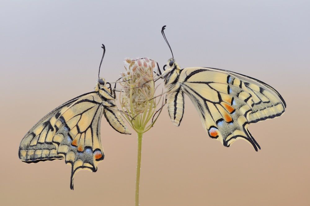 Photograph by ruurd visser