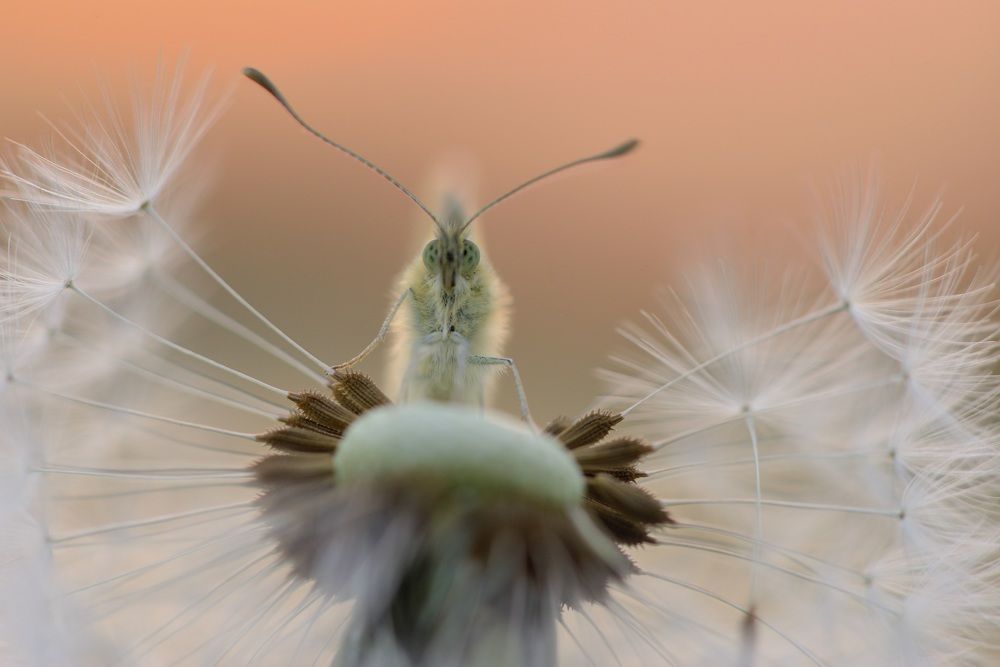 Photograph by ruurd visser