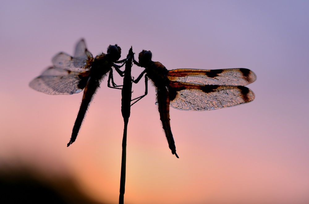 Photograph by ruurd visser