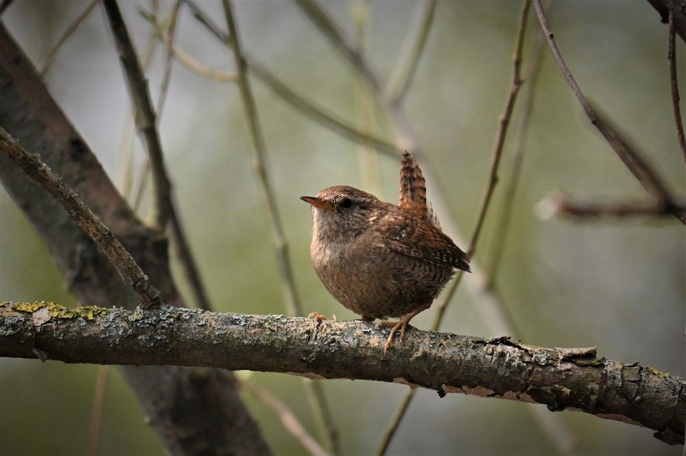 Фотография автора IRINA FILIPPOVA