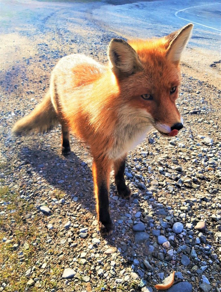 Крымская лисичка-сестричка