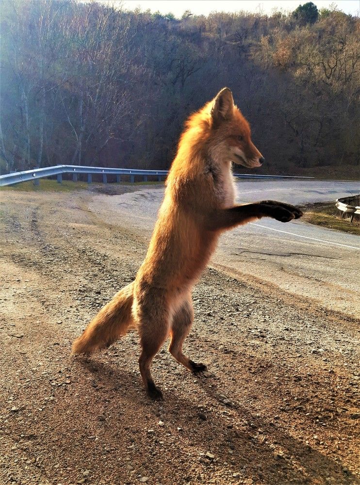 Лисичка, гостья из леса