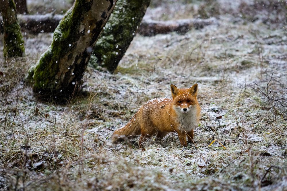 Photograph by Biryukova Anastasia