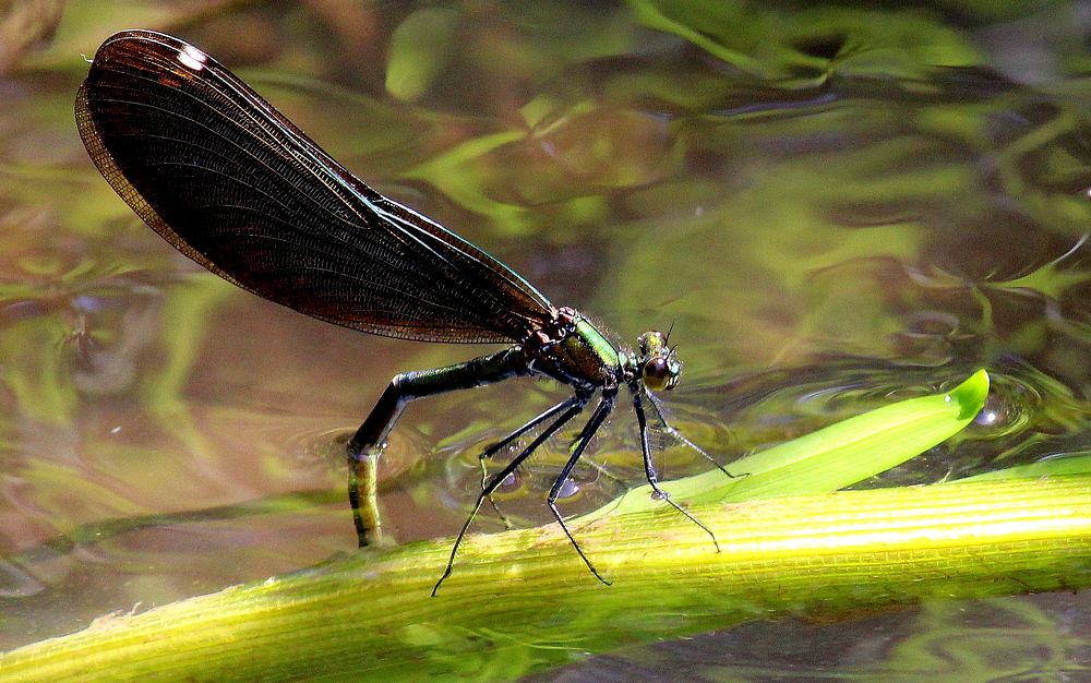 Стрекоза на реке.