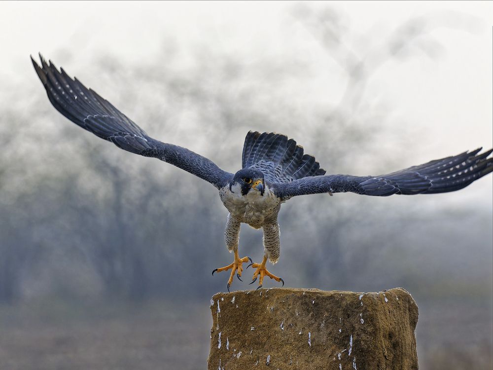 Photograph by RAJESH MAHAJAN