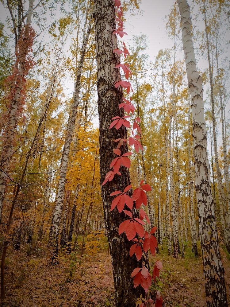 Photograph by Ирина Половцева