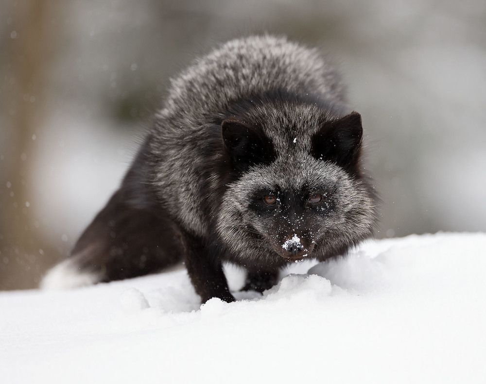 Чернобурая охотница