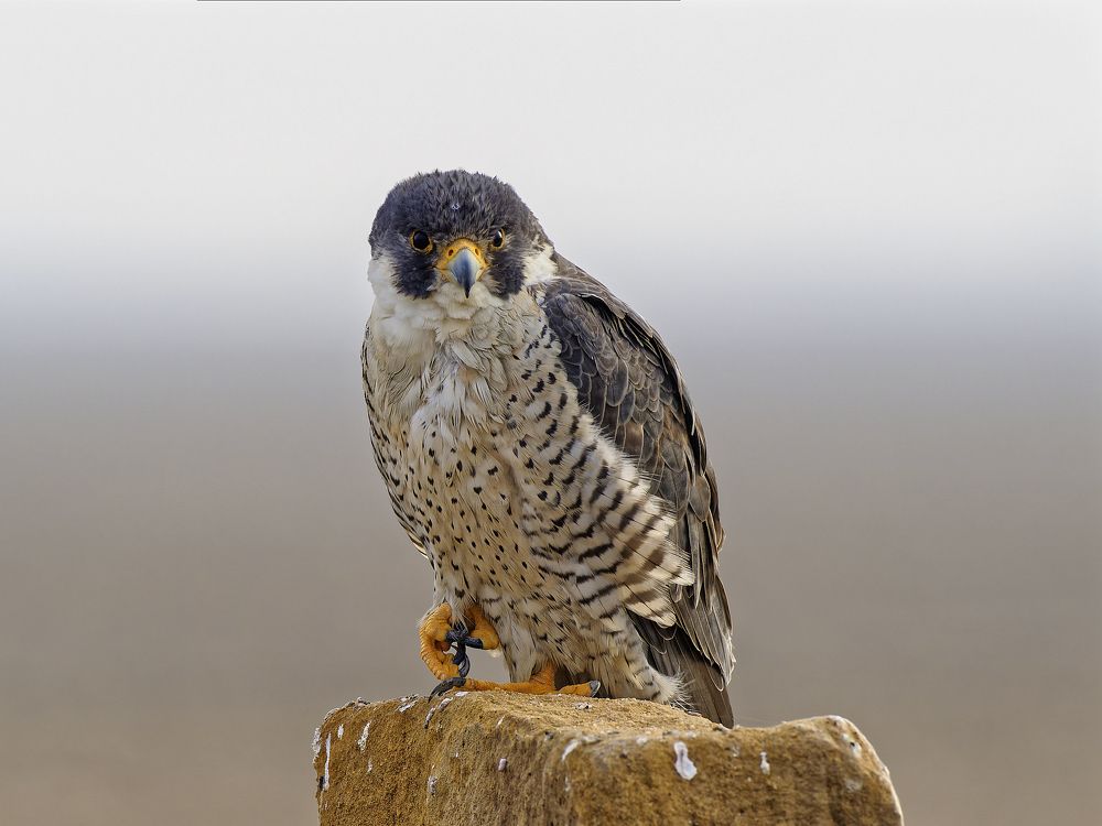 Peregrine Falcon
