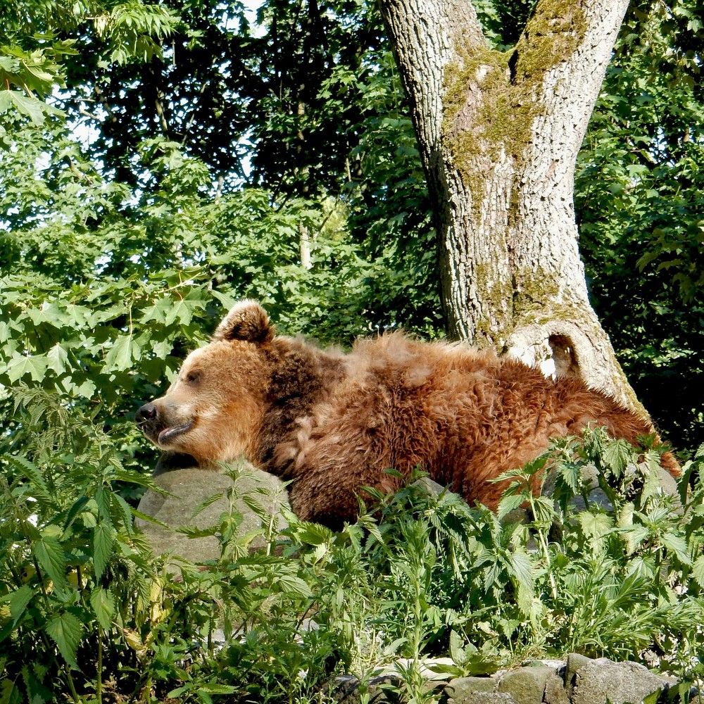 Photograph by Елена Гуляева