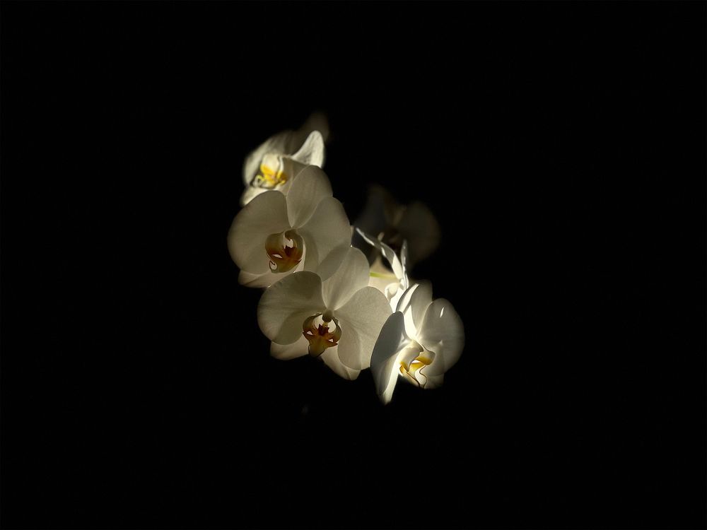 Фотография автора AYRES E POTTHOFF