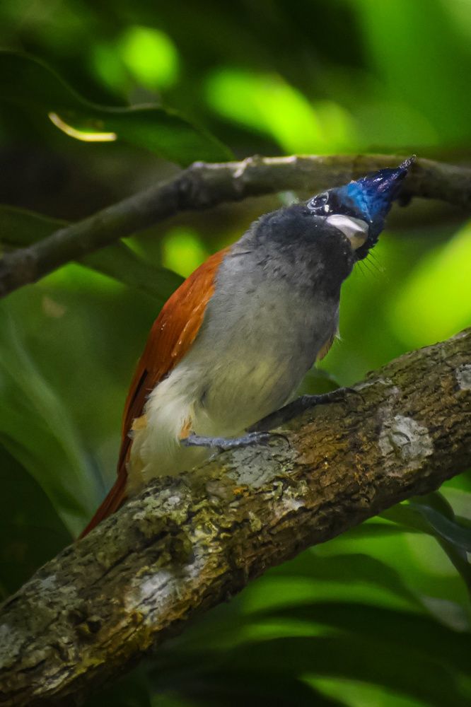 Photograph by Subrata Das