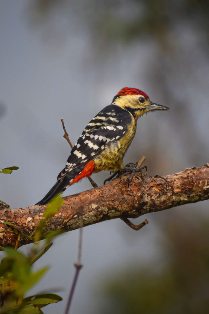 Photograph by Subrata Das