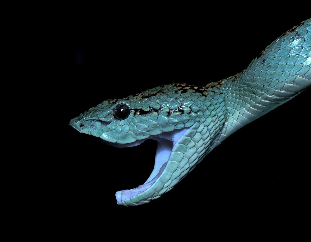 Photograph by Mohan raj