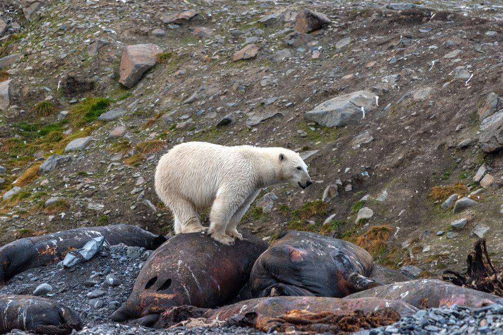 Еда белого медведя.