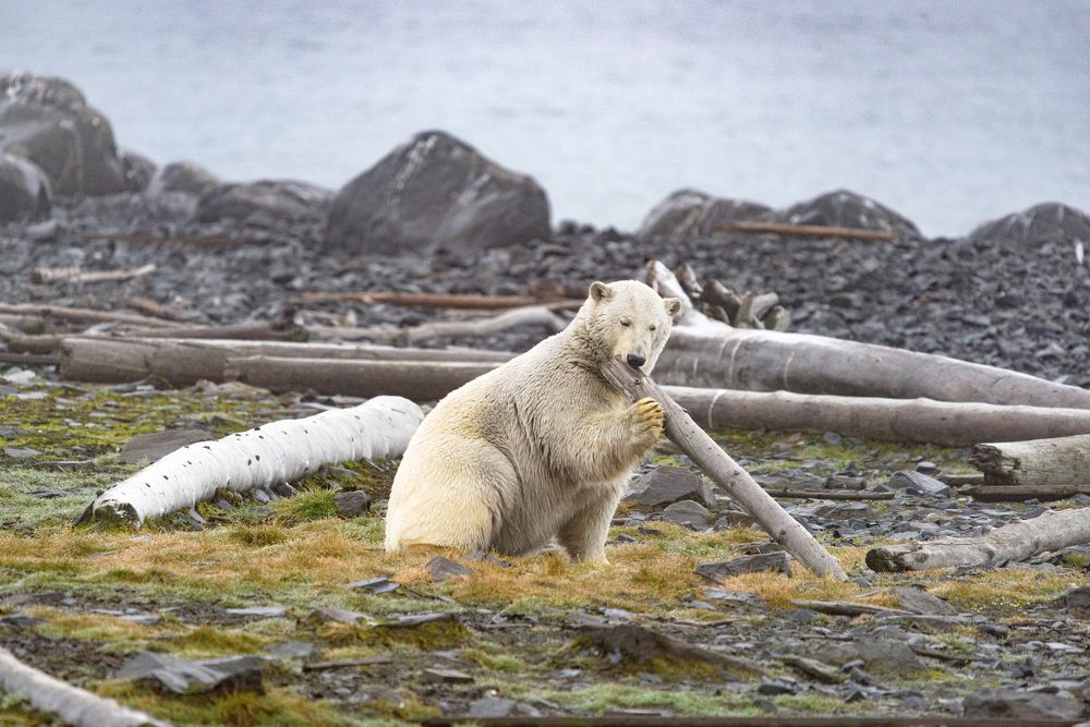 Чем бы дитя не тешилось...
