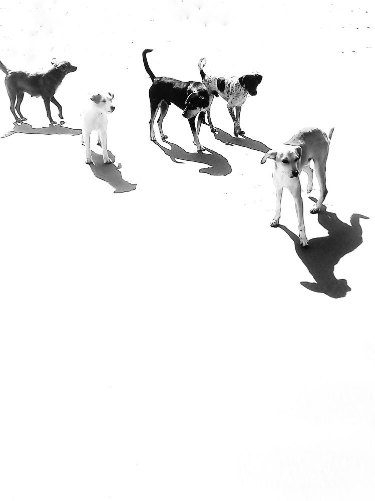 Фотография автора Marcia Araujo