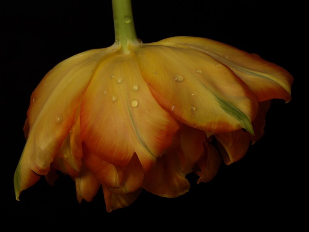 Photograph by Ирина Серегина