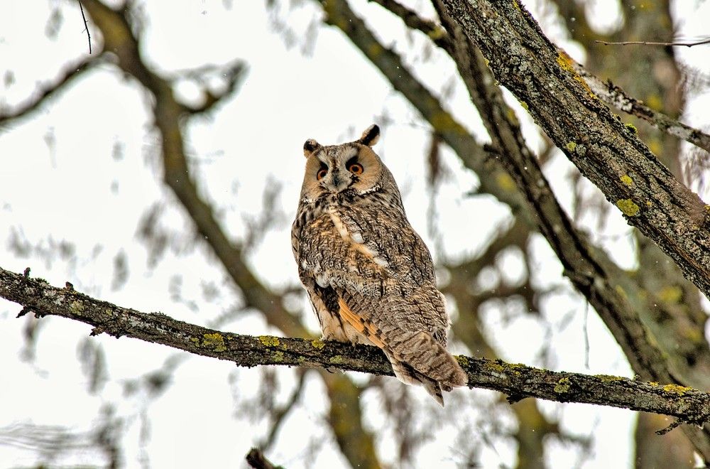 Ушастая сова
