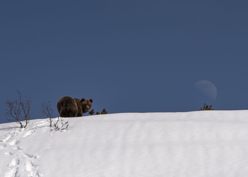 Photograph by Анна Елисеева