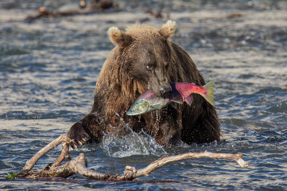 Brown Bear In Kurile Lake I