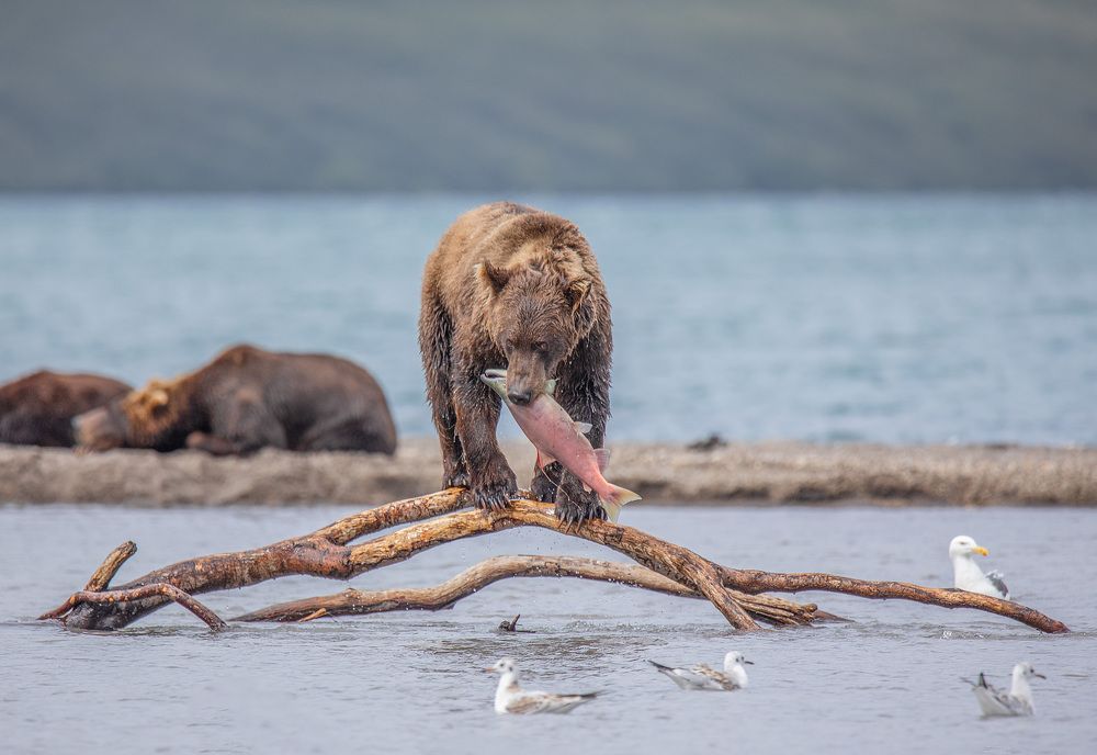 Brown Bears in Kurile Lake IV