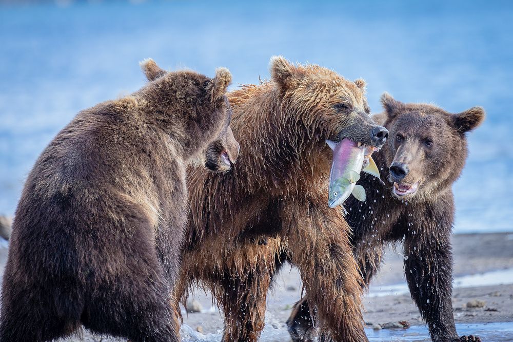 Brown Bears in Kurile Lake V