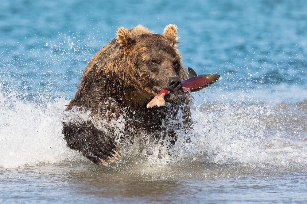 Brown Bears in Kurile Lake III