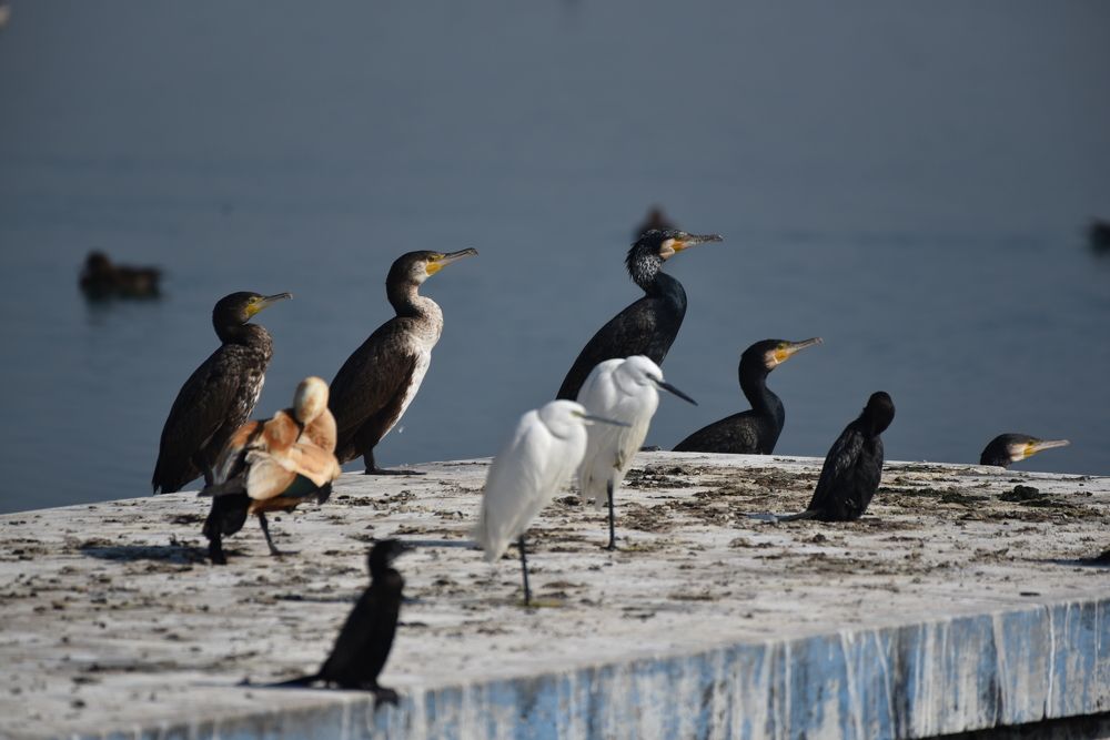 Photograph by Rajesh Kashyap