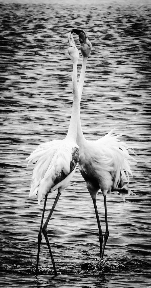 Photograph by Basie Marais