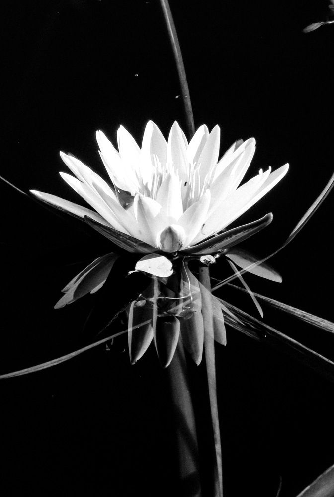 Photograph by Basie Marais