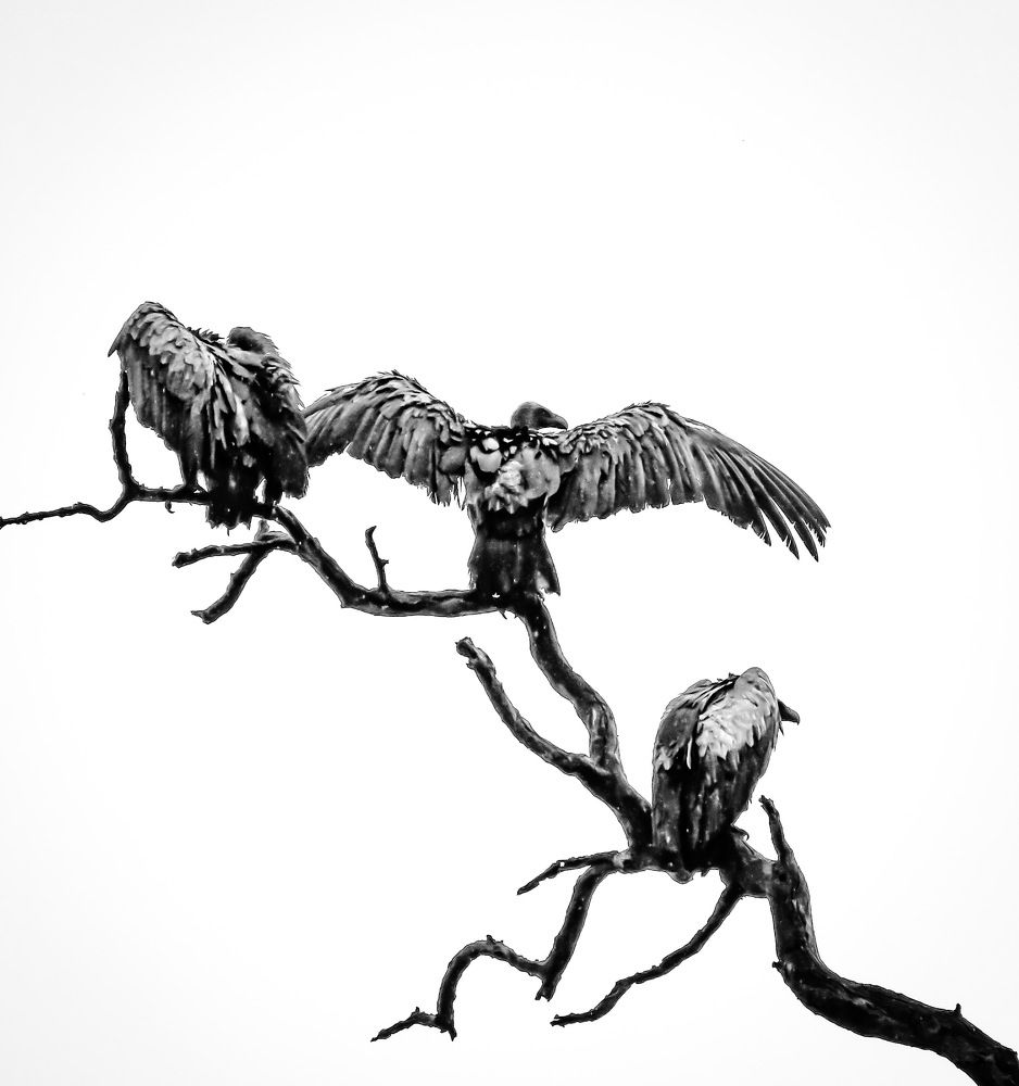 Photograph by Basie Marais