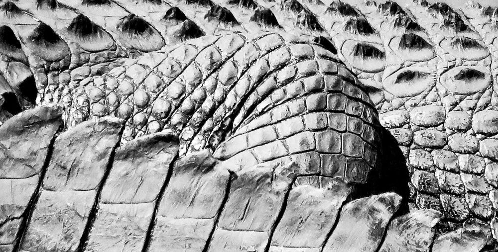 Photograph by Basie Marais