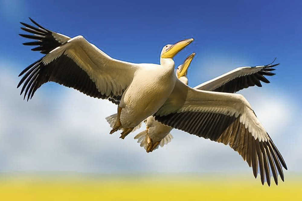 Photograph by prasenjit sinha