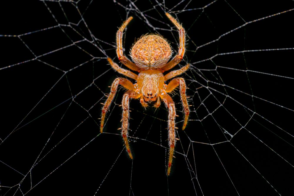 Фотография автора Abhinand R V