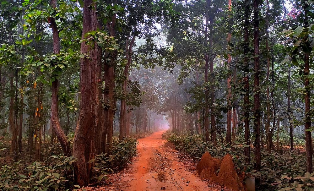 Photograph by SOUVIK MUDI