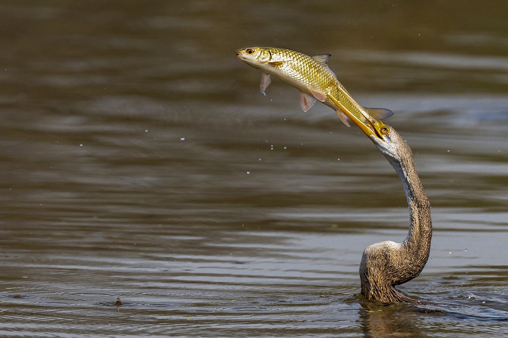 Photograph by Mrinal Sen