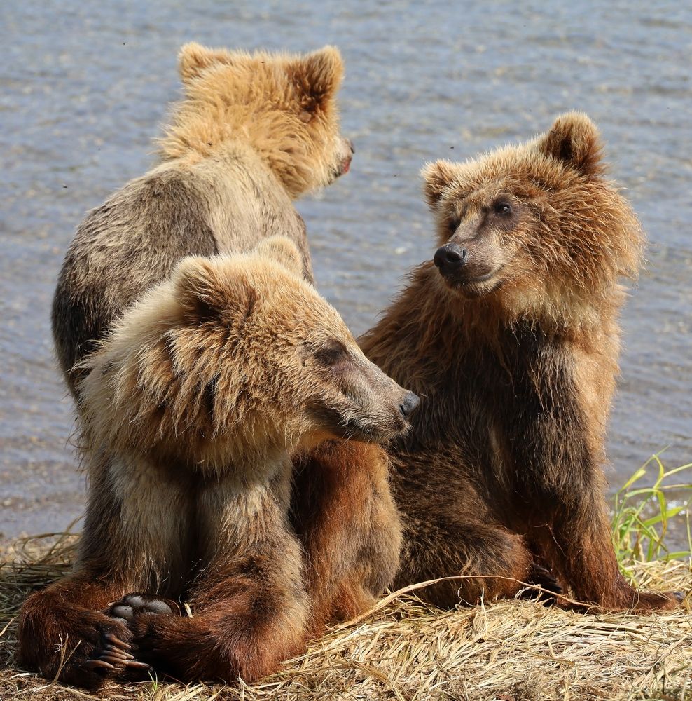 Photograph by Диана Жагрина