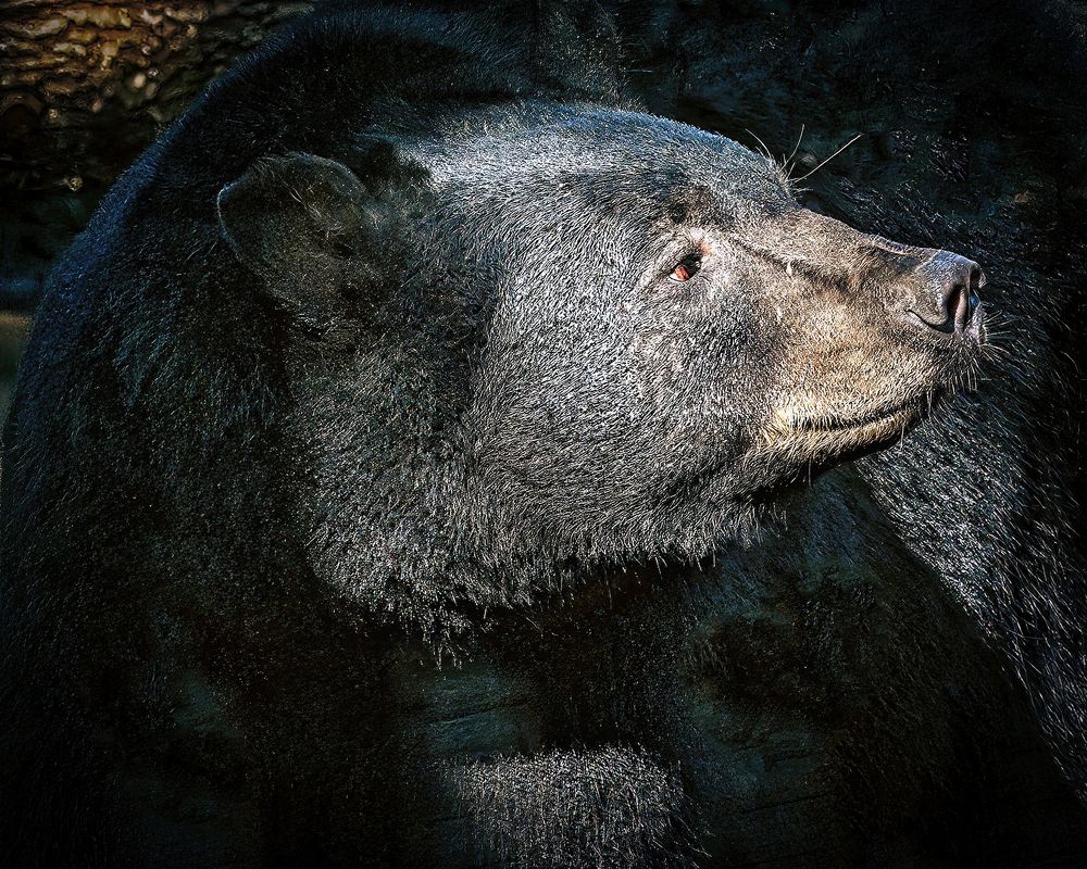 Фотография автора Raymond Asiala