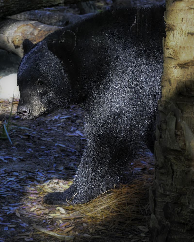 Фотография автора Raymond Asiala