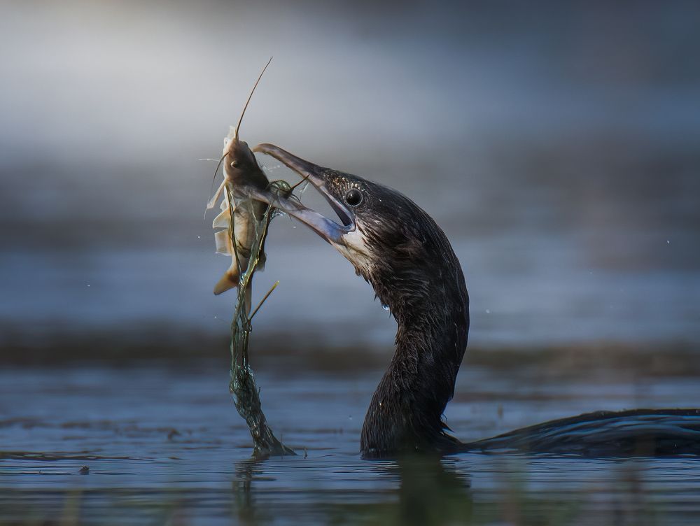 Photograph by SOUMYA CHAKRABORTY