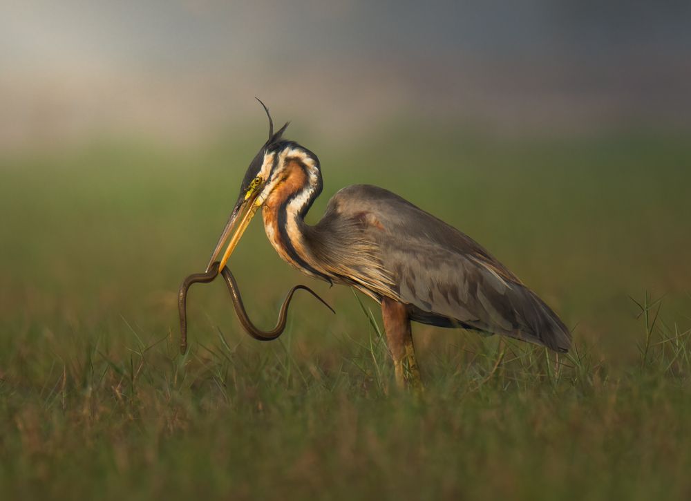 Photograph by SOUMYA CHAKRABORTY