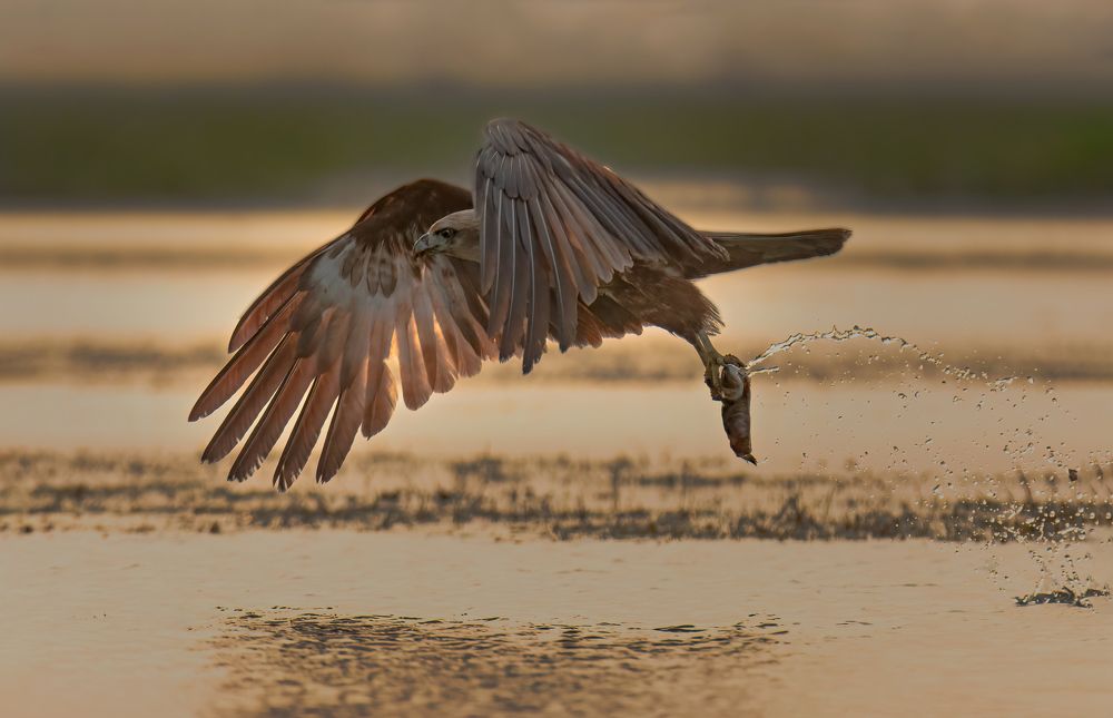 Photograph by SOUMYA CHAKRABORTY