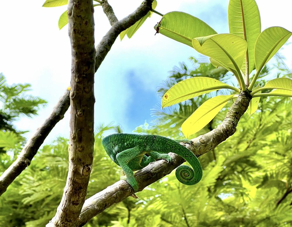 Photograph by Christine ECHEVET-ADAM de VILLIERS