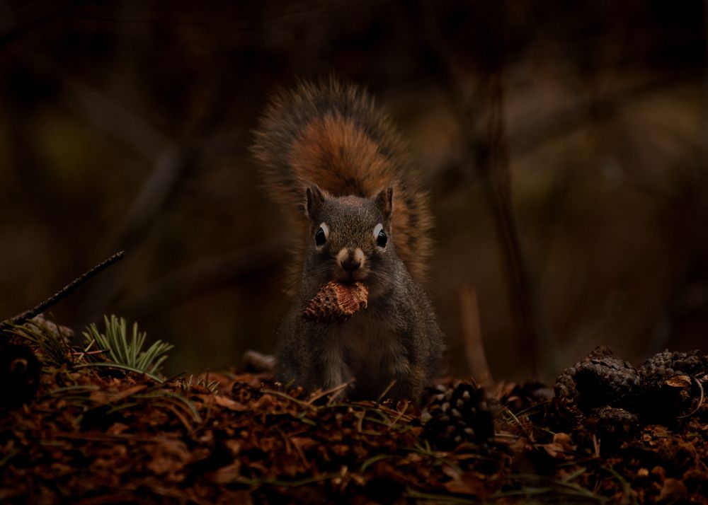Photograph by Alexander Roizman